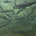Pomor migratornih slatkovodnih riba, populacija za pola veka opala za 80 odsto