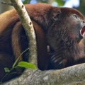 Znate li šta je "životinjska diplomatija" i zašto Malezija planira da poklanja orangutane drugim zemljama?