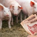 Cena prasića u slobodnom padu: Najnoviji izveštaj sa stočnih pijaca otkriva ko zarađuje, a ko je na gubitku