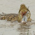 Tinejdžera (16) ubio krokodil u Australiji: Pokvario mu se čamac, sa drugom pokušao da dopliva do obale