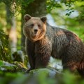 Medveda koji je usmrtio džogera u Italiji sele u Nemačku