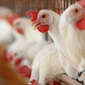 Први случај птичијег грипа откривен на фарми у Аустралији: Није исти сој као у остатку света, птице угинуле