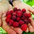 Gori prinosi nego prošle godine: U malinjacima na području lozničkog "Poljosaveta"