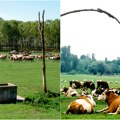 Goveda nikad više, ali vode sve manje Na vojvođanskim pašnjacima treba iskopati 60 bunara