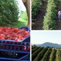 Alarmantno stanje u srpskim malinjacima: Stručnjak otkrio da površine pod crvenim zlatom sve više nestaju (foto)