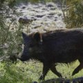 Koliko košta život divljači: Država propisala cene odstrela, kreću se od jednog do 150.000 dinara
