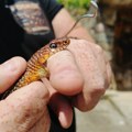 Slobodanu se zmija dva dana zaredom pojavljivala iznad glave u staroj kući: Evo šta se zapravo dogodilo dok je pekao rakiju…