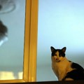 Gotovo dve trećine ruskih domaćinstava ima barem jednu mačku za kućnog ljubimca