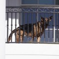 Bajdenov problematični pas i „arhineprijatelj“ pripadnika tajne službe premešten iz Bele kuće