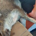 Pronašli divlju svinju, pa odlučili da je usvoje: Oskar sada ima 80 kilograma i uživa ušuškan u ćebencetu
