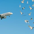 Pilotu se ovo nikad ranije nije desilo Avion se sudario sa pticom i usledila je prava drama