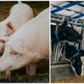 Skuplja telad i jagnjad, prasad pojeftinila! Pregled cena na stočnim pijacama, tovne svinje na niže, a telad i bikovi u porastu…