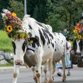 Modna revija čije su zvezde - krave: 5.000 godina tradicije koja i dan-danas traje