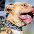 Dva pitbula nasmrt izujedala ženu: Branila svog psa, muž je zatekao u lokvi krvi