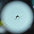 Google želi da pusti u prirodu preko 30 miliona sterilnih komaraca - evo šta je plan