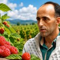 Radović poručio: Nema protesta malinara — očekujem cenu od 5 evra za kilogram!