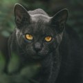 Najveće žrtve predrasuda: Pet zanimljivosti o crnim mačkama