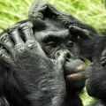 Baš kao i ljudi: Istraživanje pokazalo da mladi majmuni vole da zadirkuju roditelje