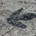 Pronađen vodeni zmaj star 240 miliona godina Naučnici u južnoj Kini otkrili prvi kompletan fosil vodenog reptila