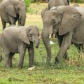 Predsednik Bocvane zapretio Nemačkoj: „Poslaćemo vam 20.000 slonova“