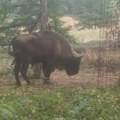 Kraj drame, Tajfun vraćen kući! Fruška gora nije više u opsadnom stanju, bizon avanturista posle dužeg lutanja vraćen među…