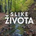 Slike života, nedelja u 15.15h: Šume retkih čuvara