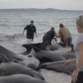 Uginulo skoro 100 kitova nakon što su se nasukali na obalu Australije: 45 ih je eutanazirano