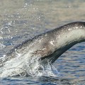 "Nemojte je uznemiravati": Retka morska medvedica viđena na crnogorskom primorju