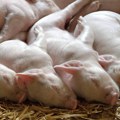 Afrička kuga svinja potvrđena na 2.337 gazdinstava u Srbiji