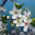 Procvetale trešnje u oktobru: Zbog čega je to zabrinulo građane?