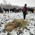 Drama na Krčedinskoj adi: Još traje evakuacija zarobljenih i izgladnelih konja i krava