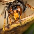 Azijski stršljen ubija pčele u Evropi: Poslanici EP zabrinuti, insekti doveli do pada proizvodnje meda
