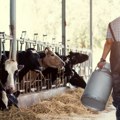 Britanske mlekare krše pravila o zagađenju Jeziva statistika na engleskim farmama