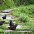 „Banda“ od 100 divljih kokošaka teroriše selo u Engleskoj: „Život nam se pretvorio u pakao“