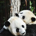Nova runda „panda diplomatije“: Kina posle dve decenije šalje džinovske medvede u SAD