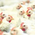 Brazil želi da ograniči zabranu izvoza piletine samo na region