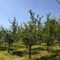 Воће се опоравља од катастрофалне године: шљиве пуне род, кајсија издржала, воћари очекују и добру цену