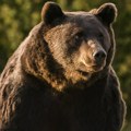 Četvorica planinara evakuisana zbog susreta sa medvedom u Japanu
