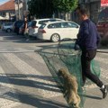 Akcija hvatanja napuštenih pasa u Bujanovcu