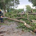 Iz „Vojvodinašuma“ zbrajaju štetu: Hrastovo drveće stradalo na 15.000 hektara