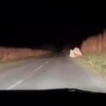 Sablasan prizor prestravio vozača kod Beške Put mu preprečile dve "prikaze" usred noći: "Deca kukuruza, izgleda" (video)