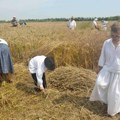 Čuvanjem tradicionalnih vrednosti selo i dalje živi Žetelački dan u Mužlji