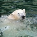 Polarni medvedi umalo iskidali ženu na komade u zoo-vrtu: Snimak nastao u Berlinu pre 15 godina ledi krv