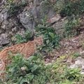 Ilija nasred puta ugledao životinju za koju se mislilo da je izumrla: "Teško ga je videti, oni se kriju!" (foto)