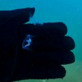 Neverovatan snimak, Ada Ciganlija puna meduza! Savskim jezerom pliva njih na hiljade, došle iz Kine, a evo jesu li opasne…