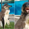 Upoznajte najmlađeg stanovnika Beo zoo-vrta! Stigao još jedan preslatki mladunac (video)
