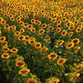 Suncokretu se smeši odličan rod, kukuruzu potrebno još kiše