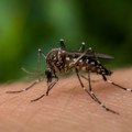 Virus Zapadnog Nila potvrđen u Beogradu: Zaraženi komarac pronađen na Čukarici