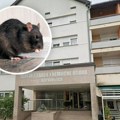 Strašno, glodar ujeo baku u domu za starije u Koprivnici: I to za nos!