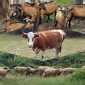 Višegodišnji podaci o broju krava i ovaca u našem kraju poražavajući
